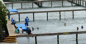 dolphin swin in Roatan